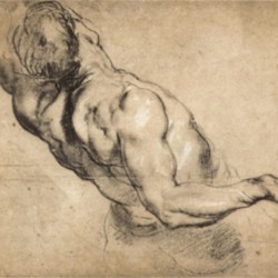 Study of man s torso by Rubens